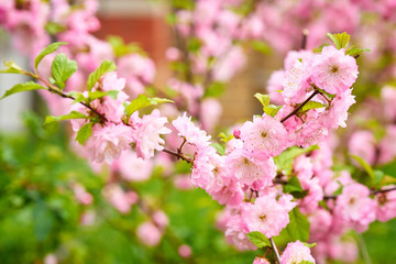 Spring flowering bush pink flowers. Blooming spring bush.