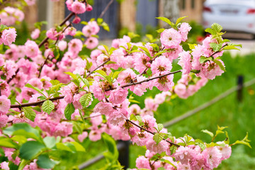 Spring flowering bush pink flowers. Blooming spring bush.