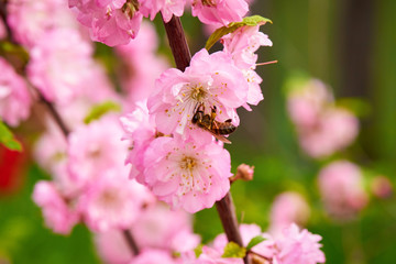 Flowering branch of pink flowers with a flying bee close-up.