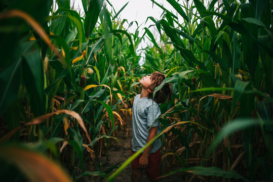 Portrait of a boy standing in a corn field looking up at the sky, USA