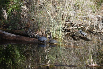 Turtles on a log