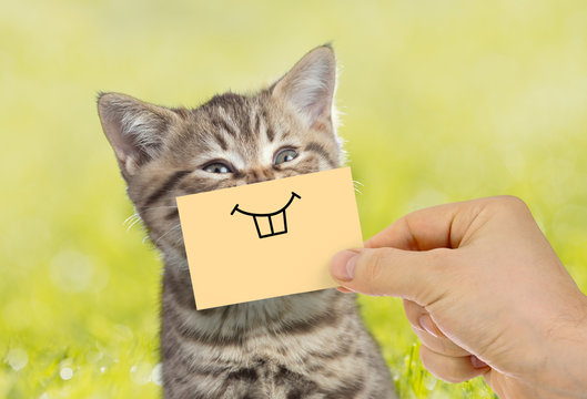 Funny cat portrait with smile on green grass outdoor