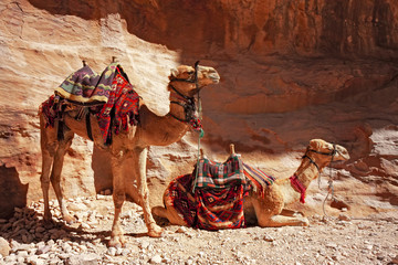 Some Bedouin camels in the panorama of rocky mountains and red sand in the Jordanian desert of Wadi...