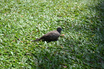 bird in the grass