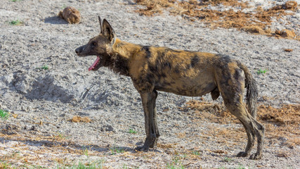 Fototapeta premium Wildhund