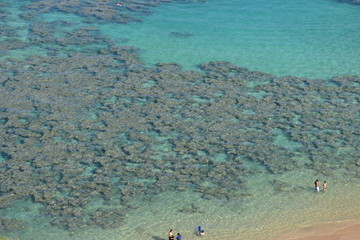 snorkeling in the sea