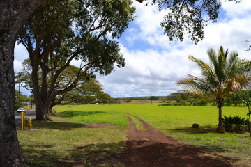 tree in a field