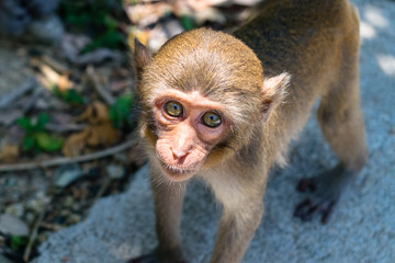 A little monkey with big eyes and facial hair looks into the lens and the sun