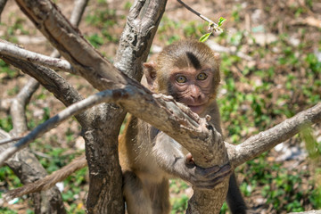 Little monkey looking at the camera and holding a dry branch in the sun