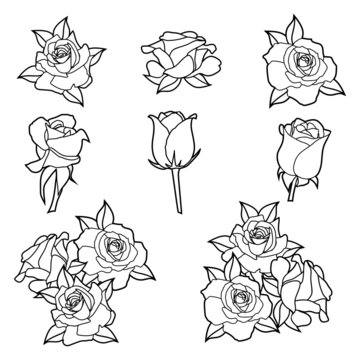Set of liniar eight roses vector illustration