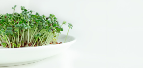 Growing mustard sprouts for healthy eat. Fresh micro greens closeup on plate. Healthy eating concept. White background.