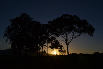 palm trees at sunset