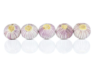 Group of five whole fresh purple single clove garlic line isolated on white background