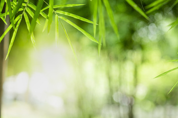 Fototapeta na wymiar Closeup beautiful view of nature green bamboo leaf on greenery blurred background with sunlight and copy space. It is use for natural ecology summer background and fresh wallpaper concept.