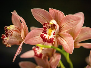 Fototapeta na wymiar closeup of pink orchid flowers