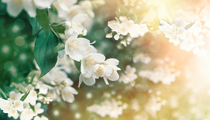  Jasmine flower flowering (blooming), beautiful flowers lit by sunlight