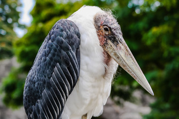 Marabu