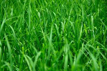 photo of green rice paddy for using as background, texture , wallpaper or artwork.
