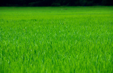 Obraz na płótnie Canvas photo of green rice paddy for using as background, texture , wallpaper or artwork.