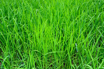 photo of green rice paddy for using as background, texture , wallpaper or artwork.