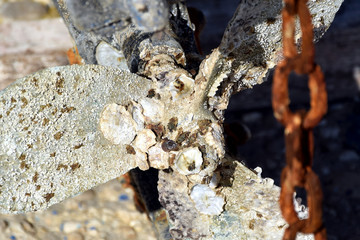 Old boat propeller full of barnakles and sea shells and a rusty chain