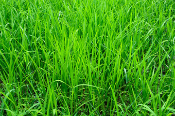 photo of green rice paddy for using as background, texture , wallpaper or artwork.