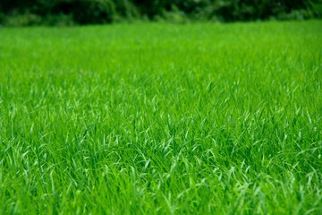 photo of green rice paddy for using as background, texture , wallpaper or artwork.