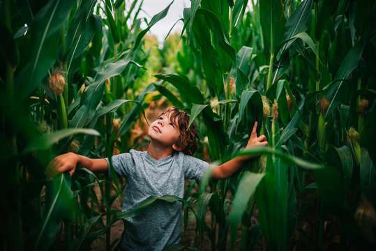 Boy playing in a corn field, USA