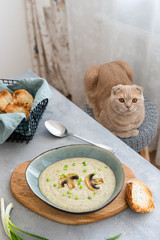 Healthy nutrition, dieting concept. Cat sitting at the table in front of a mushroom soup puree with shallot in a ceramic bowl on a table.