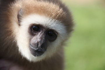 Monkey Closeup