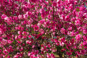 Pink sakura at the spring in China