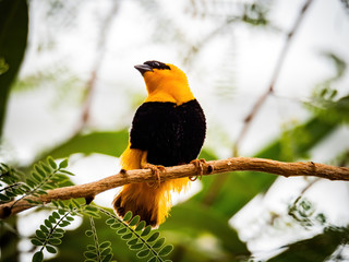 orange and black bird on branch
