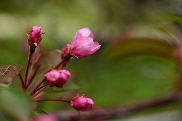 Fototapeta na wymiar Spring flowering fruit trees, Apple trees.