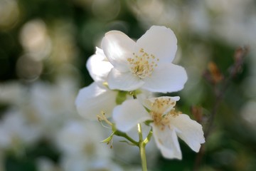 Jasmine blossom, summer