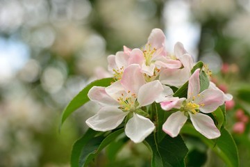 Spring flowering fruit trees, Apple trees.