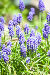 early spring primroses