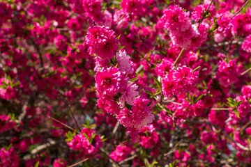 Pink sakura at the spring in China