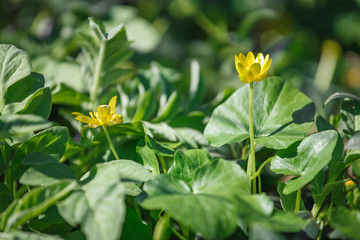 early spring primroses