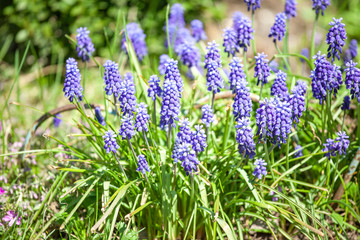early spring primroses