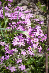 early spring primroses