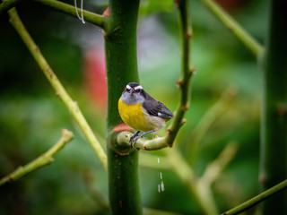 yellow and gray bird on branch