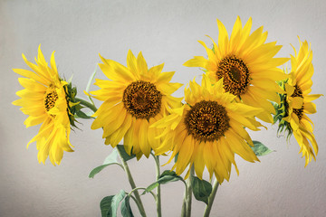 Bunch of Colorful Sunflowers on Vignette Gray Background