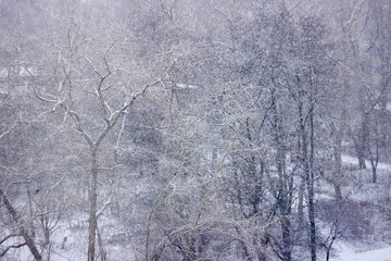 Trees with snow in winter park falling snow