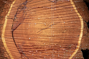 A sawn-off tree. The texture of the wood. Close-up of a cross section of lumber. Background texture - obrazy, fototapety, plakaty