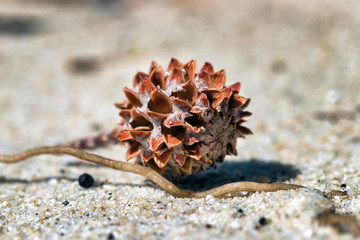 Macro photography of a Casuarina Equisetifolia seed on the sand in Lizard Island, Australia.