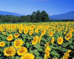 An unusually beautiful field of sunflowers on a quiet summer day. The first blossoms opened in the sun