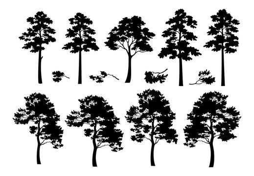 Pine Trees and Branches, Set Black Silhouettes Isolated on White Background. Vector