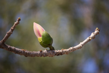 Flower of  Bombax ceiba tree