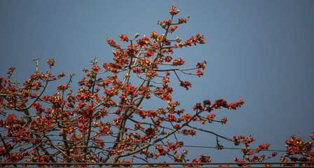 Flower of  Bombax ceiba tree