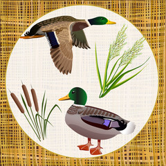 Pair ducks and marsh vegetation on background of mats